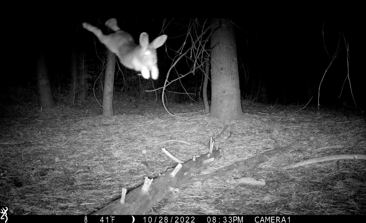 trailcam (@trail_cams) on Twitter photo 