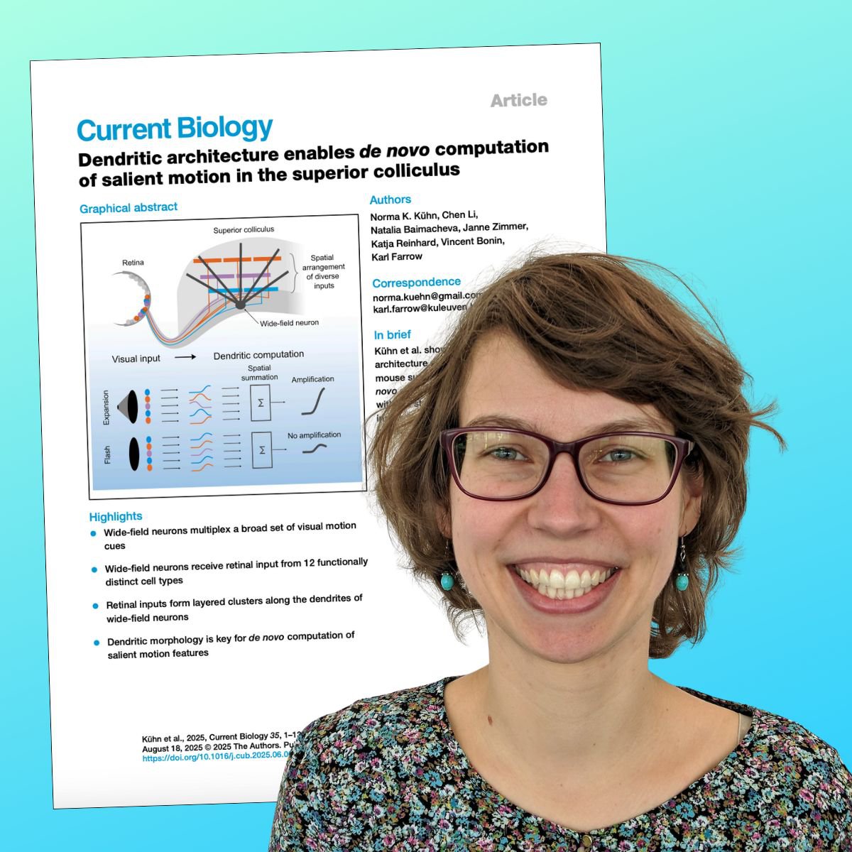 __NERF's tweet image. New research from the Farrow and Bonin labs at NERF, just published in Current Biology, reveals how the intricate dendritic architecture of midbrain neurons helps detect and compute critical motion cues, like approaching predators or fleeing prey.
authors.elsevier.com/sd/article/S09…