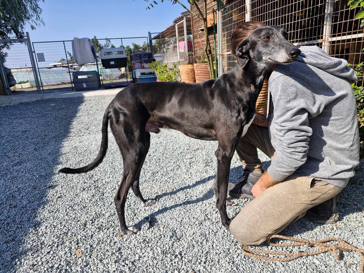 LurcherSOS's tweet image. Seb is a happy, social dog who loves to run, play & soak up affection. He enjoys the company of people & will thrive in a home where he’s given time, patience, & love. He is 26kg & 2 years old. He is clean in the house so, sleeps through the night & loves the sofa! #rehomehour