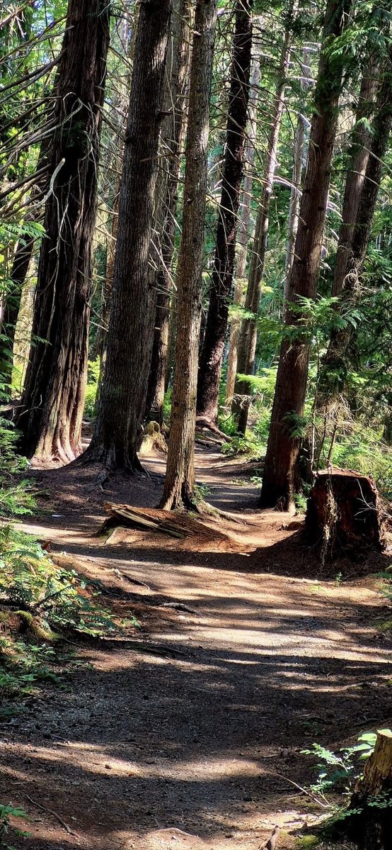 tinykarin's tweet image. Step into the woods for some peace 💚
#Thicktrunktuesday #forest #nature