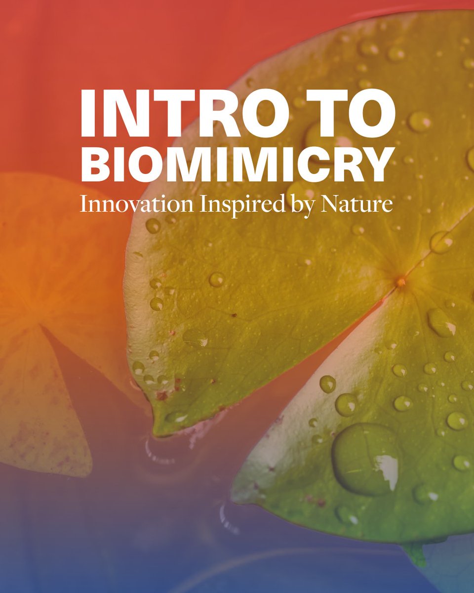 San Diego Squared (SD2) tweet media