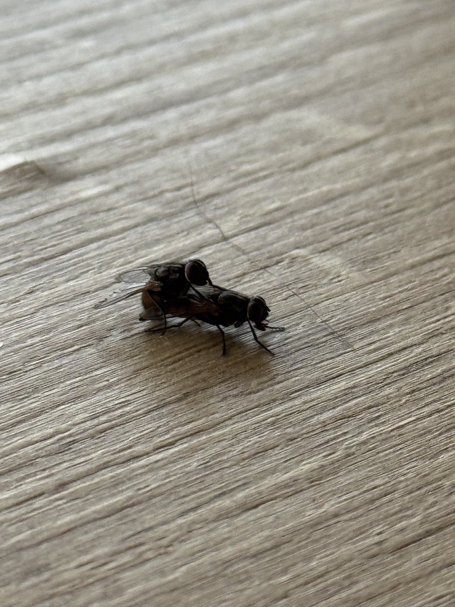 Vliegen die neukseksen! Stelletje viezeriken!!