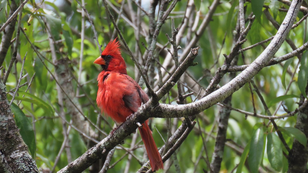 At a botanical garden near #OrlandoFL recently, a male Northern Cardinal was having a fantastic hair day, and posed proudly, albeit tucked away in quite a dense thicket of small trees. #nature #NaturePhotography #NatureBeauty #WildlifeWednesday #BirdsSeenIn2025 #ThePhotoHour