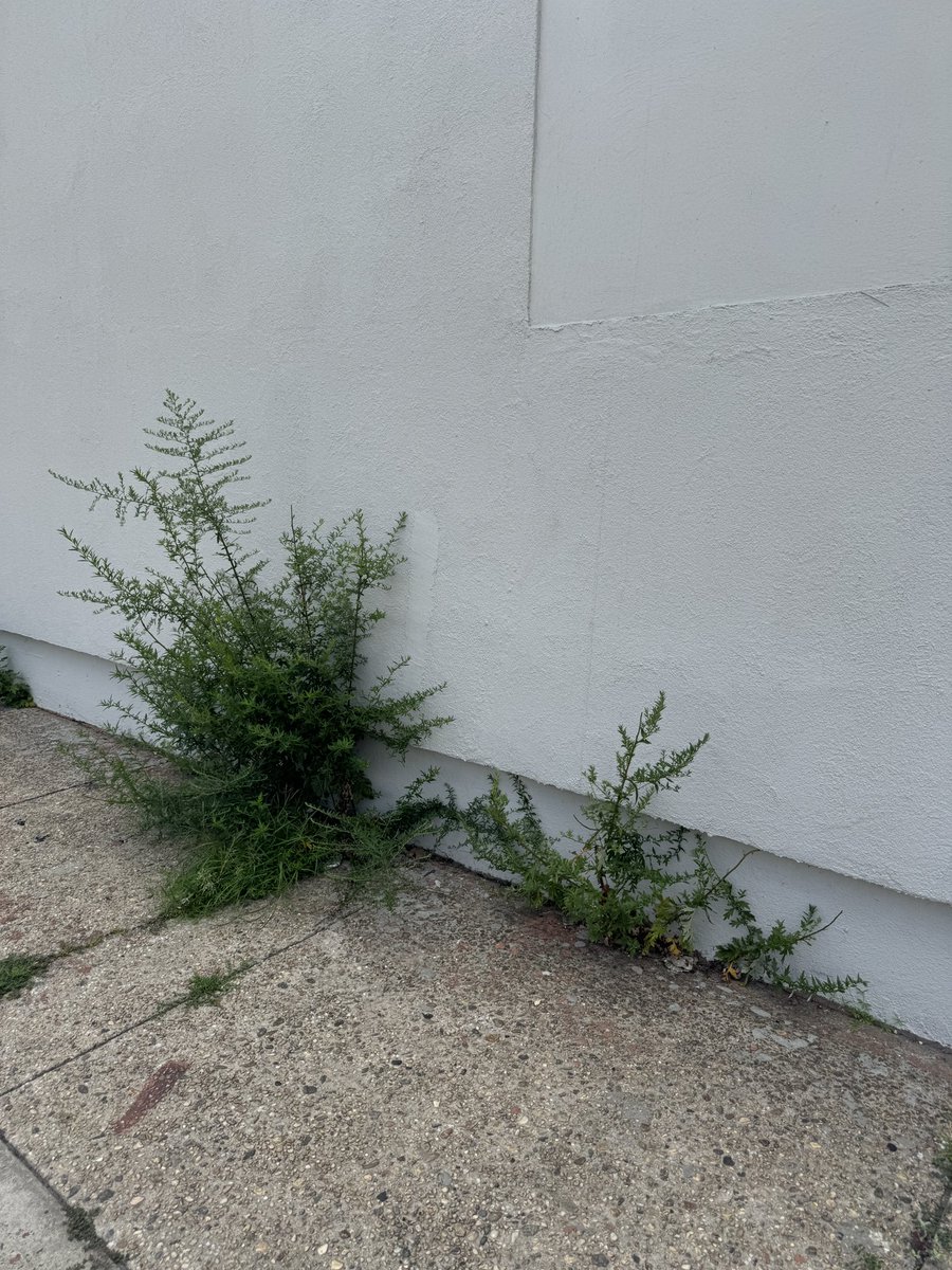 Growing in between a crevice and a door