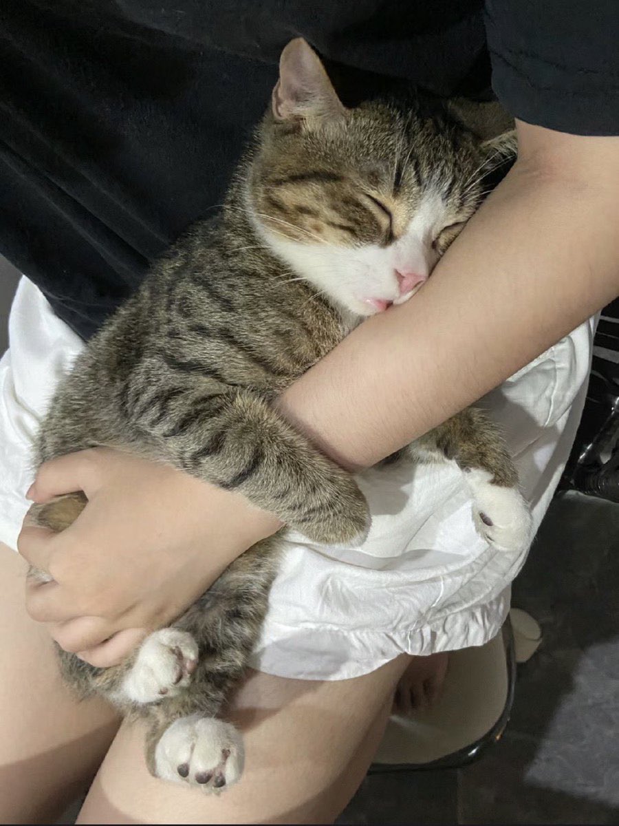 Cat__Auras's tweet image. clingy