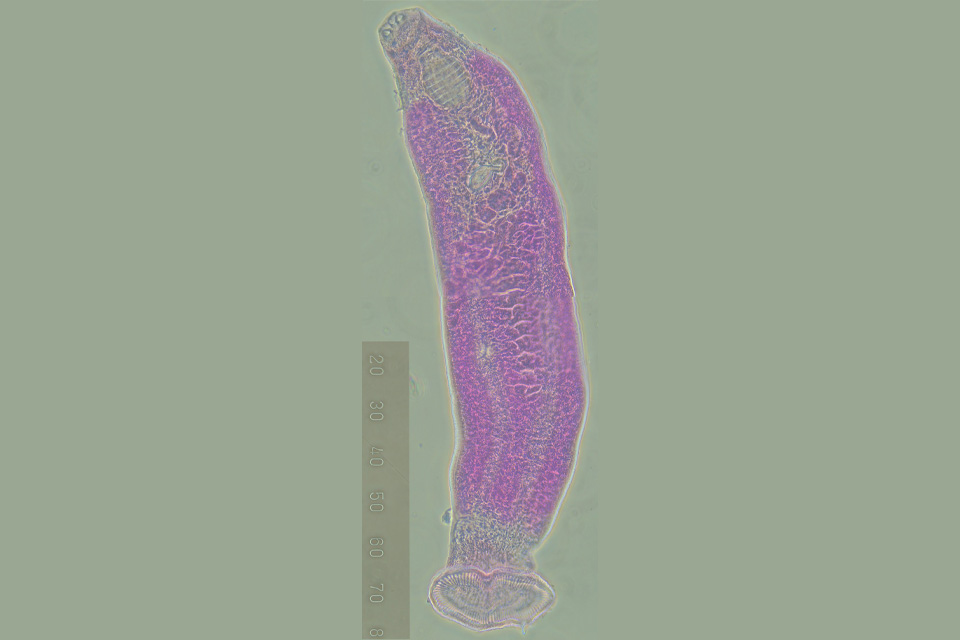 CQU's tweet image. DISCOVERED: a new parasitic worm species has been found on the gills of the Australian sharpnose shark by CQUniversity researchers.
The discovery is the first of its kind found in the entire Oceania region!
MORE👇
ow.ly/P1R450Wo6Uv