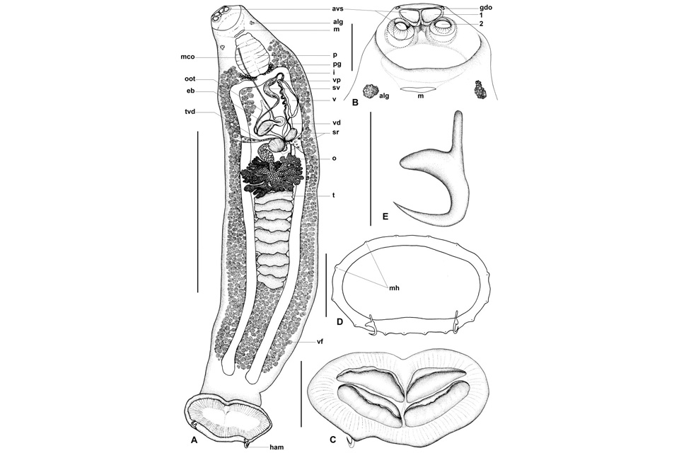 CQU's tweet image. DISCOVERED: a new parasitic worm species has been found on the gills of the Australian sharpnose shark by CQUniversity researchers.
The discovery is the first of its kind found in the entire Oceania region!
MORE👇
ow.ly/P1R450Wo6Uv