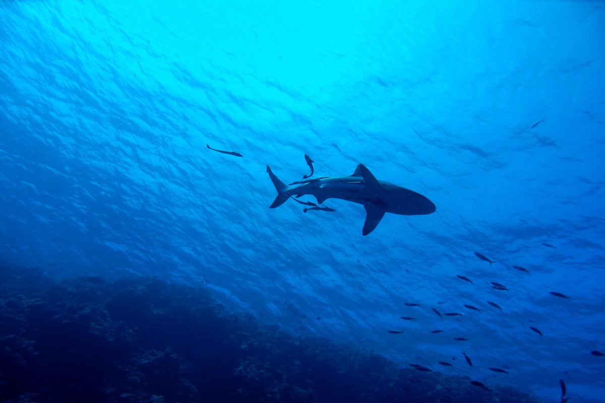 CQU's tweet image. DISCOVERED: a new parasitic worm species has been found on the gills of the Australian sharpnose shark by CQUniversity researchers.
The discovery is the first of its kind found in the entire Oceania region!
MORE👇
ow.ly/P1R450Wo6Uv
