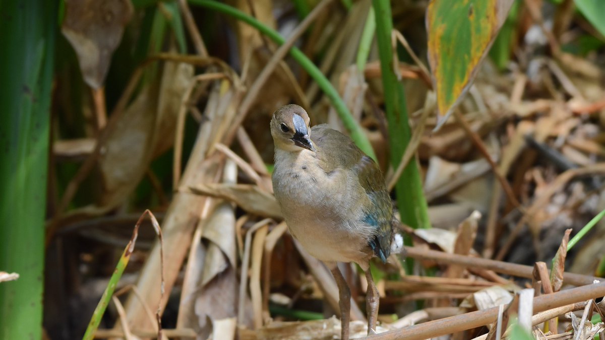 A young Purple Gallinule shows hints of the flamboyant colors it will soon sport, but for now blends in so well with the marginal vegetation along a lakeshore west of #OrlandoFL. #BirdsSeenIn2025 #ThePhotoHour #nature #NaturePhotography #TwitterNatureCommunity