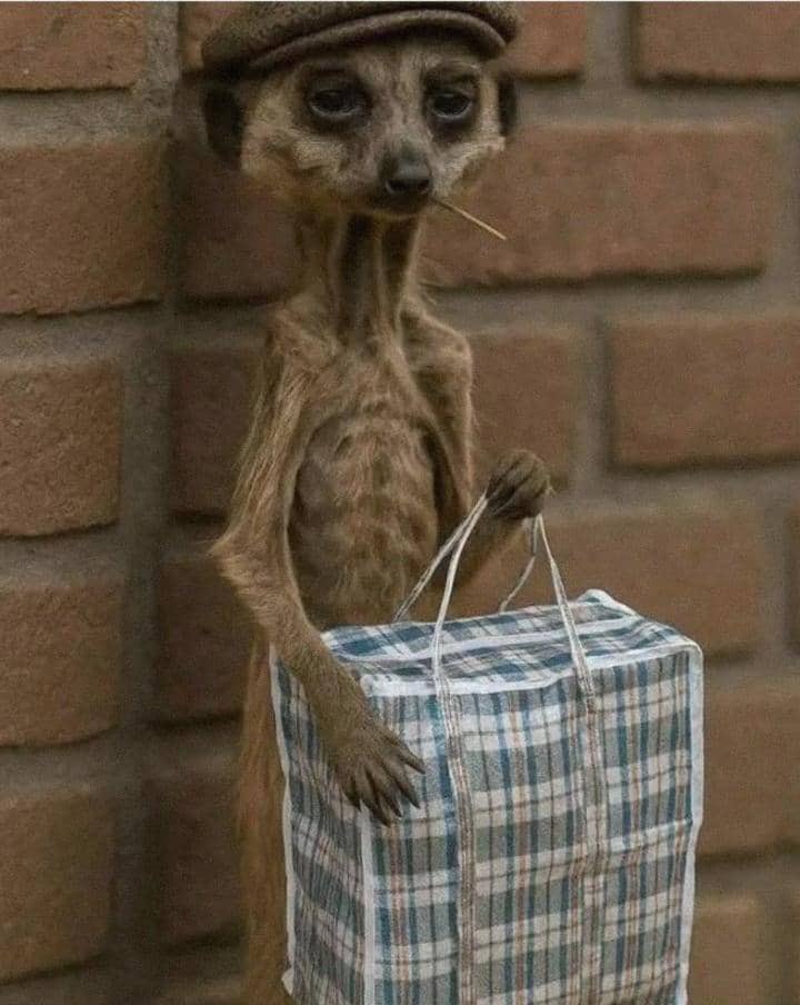 _1deen's tweet image. Nana Agradaa and her money now 😆