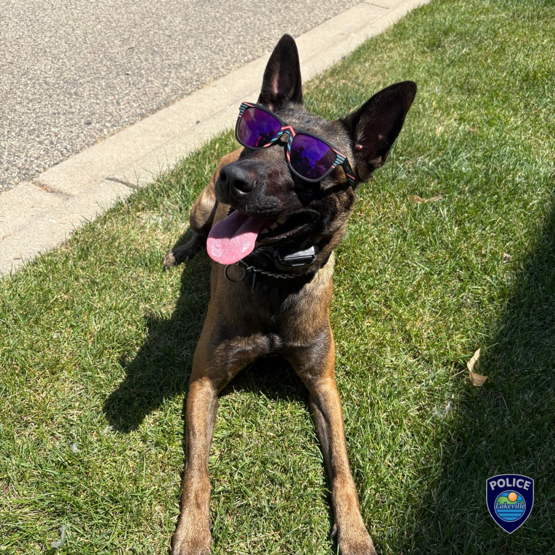 K9 Nora is enjoying the dog days of summer! 🐾☀️
#sunsouttonguesout
