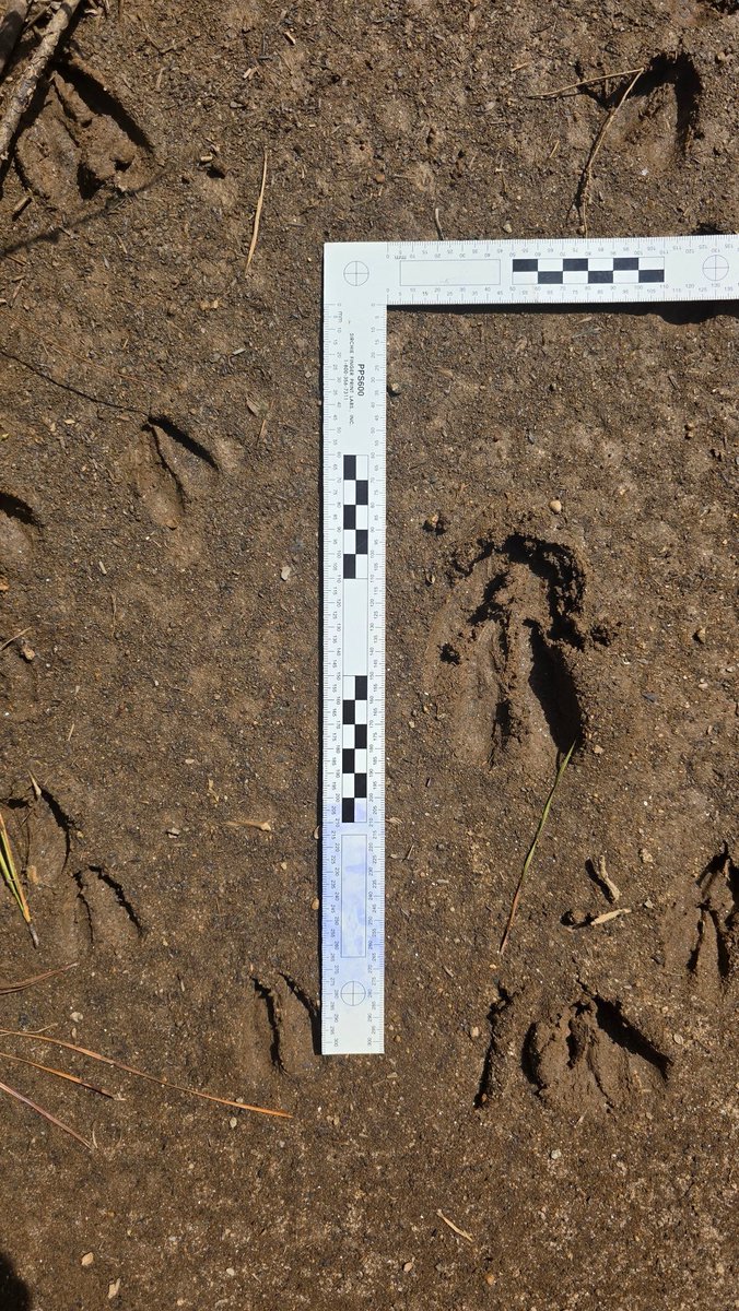 BigfootForensic's tweet image. Went out this weekend. This was all I got. Was so surprised not to find more. Look at the tiny deer... #exploring #animaltracks