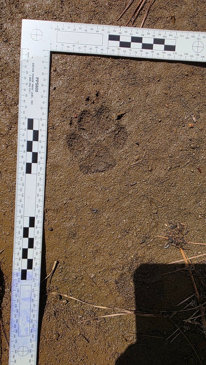 BigfootForensic's tweet image. Went out this weekend. This was all I got. Was so surprised not to find more. Look at the tiny deer... #exploring #animaltracks