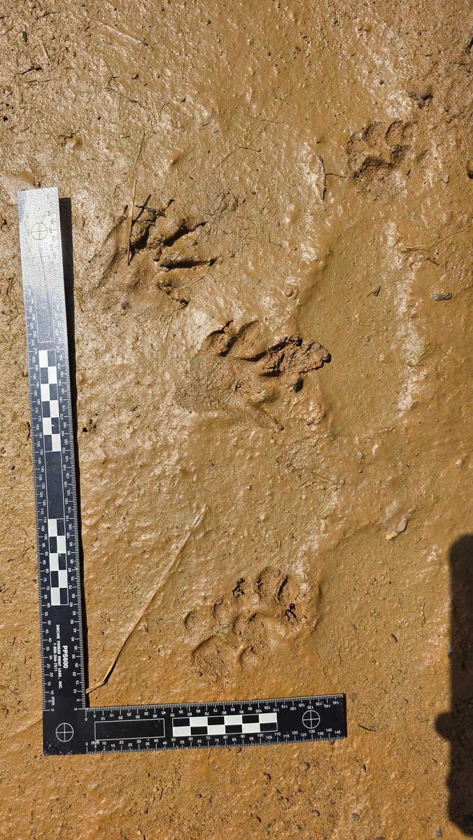 BigfootForensic's tweet image. Went out this weekend. This was all I got. Was so surprised not to find more. Look at the tiny deer... #exploring #animaltracks
