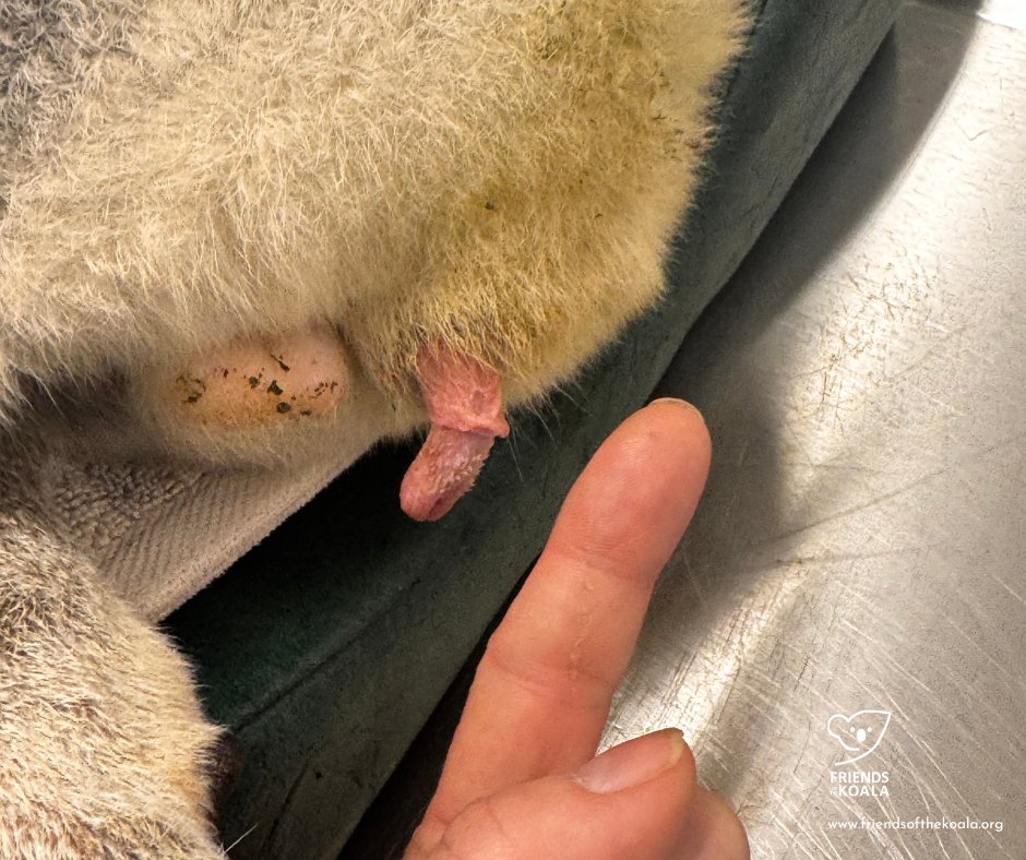 Friends_Koala's tweet image. π¨ Waitβ¦ TWO heads?! Yep.
Male koalas have a bifurcated penisβbecause female koalas have two reproductive tracts!
Each tip delivers sperm to a different uterus. Wild, right?
#KoalaFacts #Marsupials #WeirdNature π