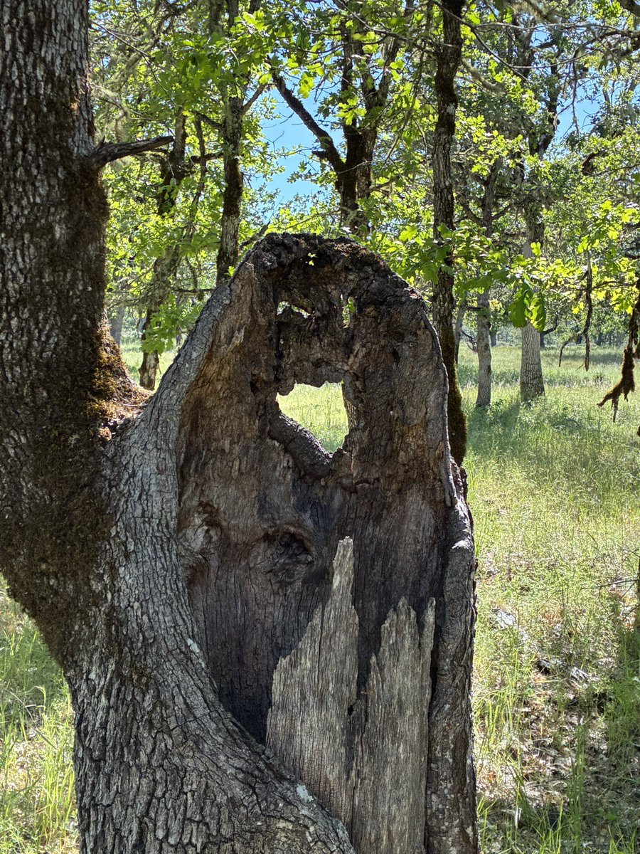 Thundercatt99's tweet image. Scary old oak trunk for #thicktrunktuesday #trees #oak