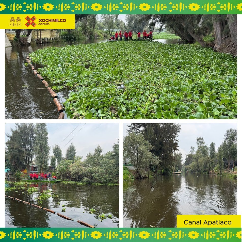 #XochimilcoFlorece I 🌺🌸 Con la finalidad de mantener un Xochimilco limpio, a través de la Dirección General de Medio Ambiente y Desarrollo Sustentable, se realizó el retiro de excedente de lirio en el Canal Apatlaco.
#TierraDeGuardianes🌿