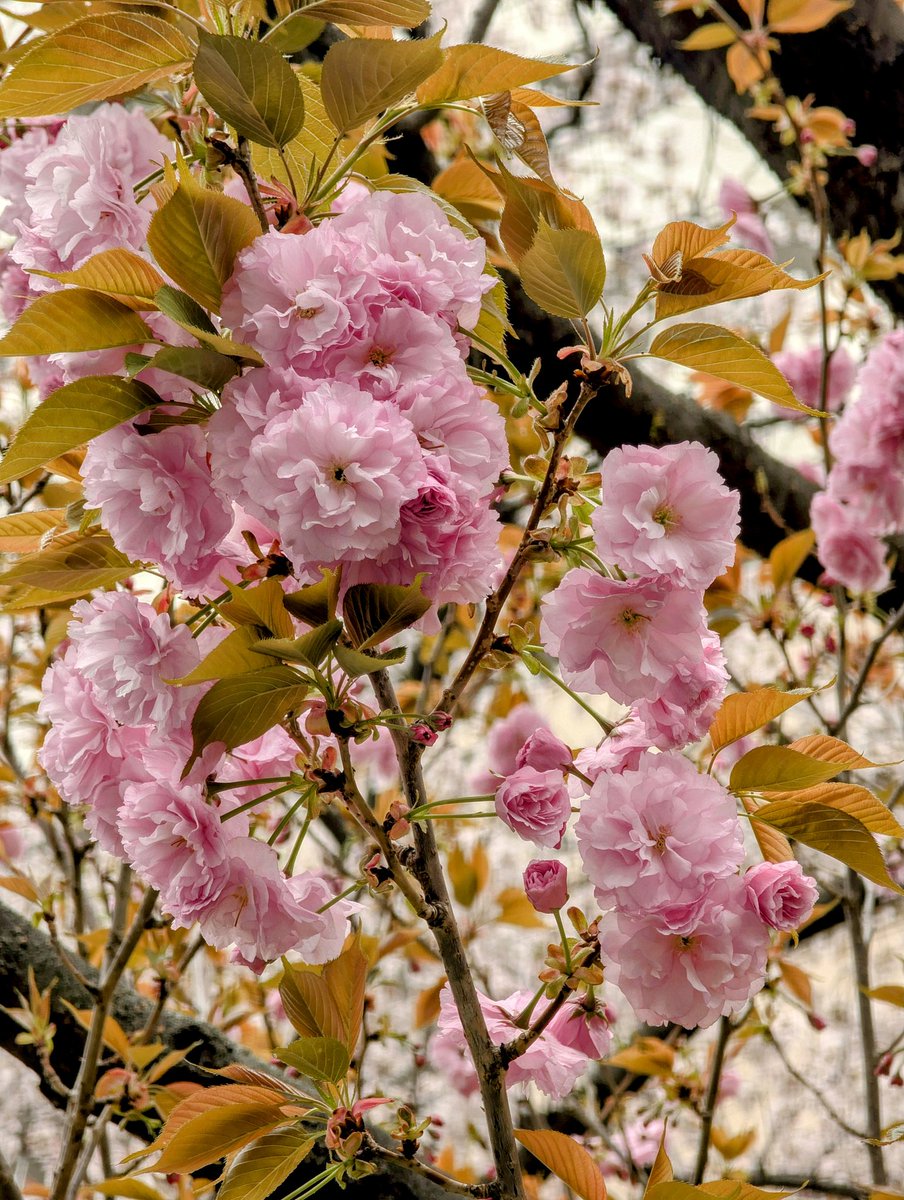 MuniRuchismita's tweet image. Japan aur cherry blossom ki baat na ho — yeh kaise ho sakta hai?
Plan your 2026 sakura season with me 🌸
Rare spots, crowd-free views, and full bloom magic guaranteed.
📩 DM for curated trips.#CherryBlossomJapan #SakuraSeason #SpringInJapan #JapanTravel #LuxuryHanami #Travel