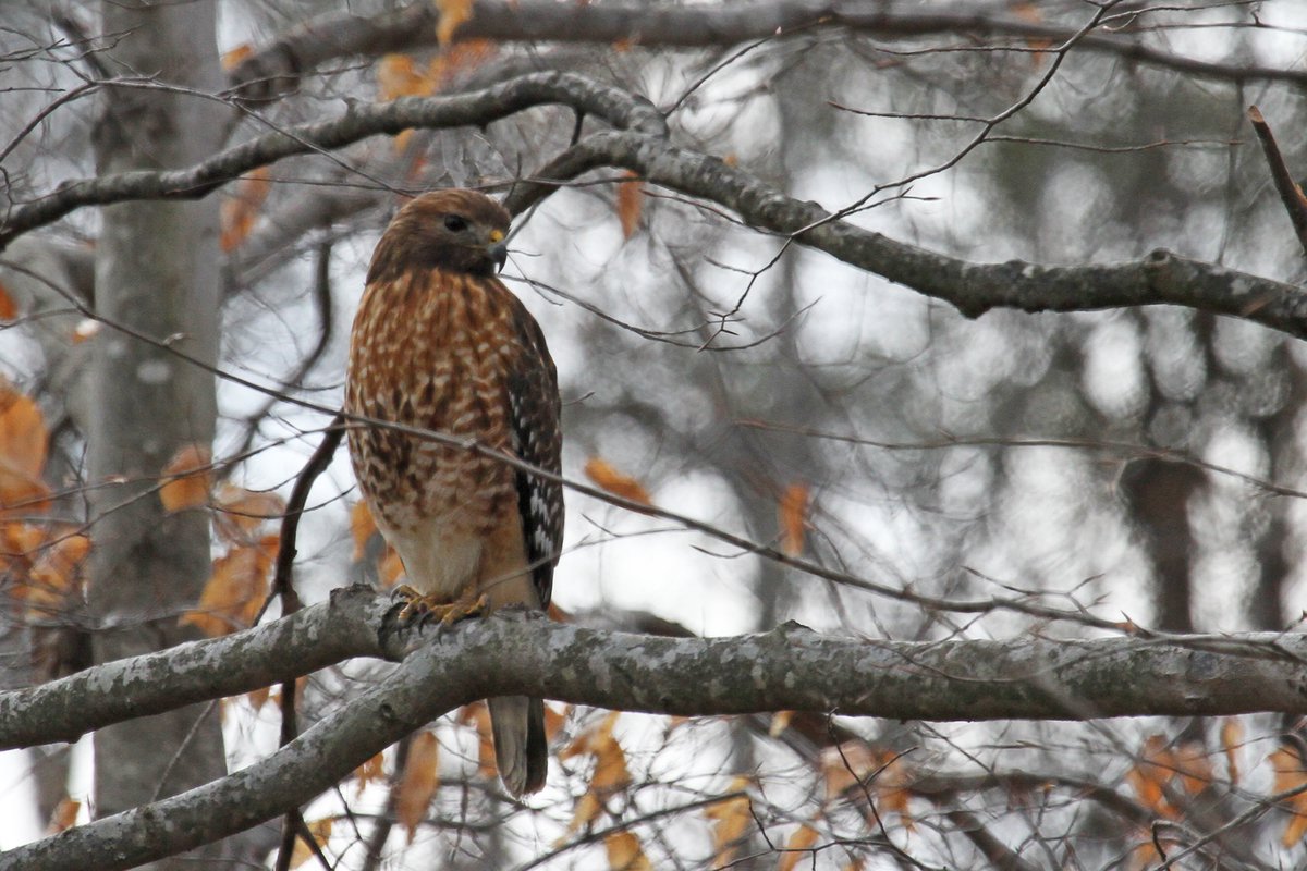 Learn how to attract more wildlife to your woods! 
forestupdate.frec.vt.edu/content/dam/fo…