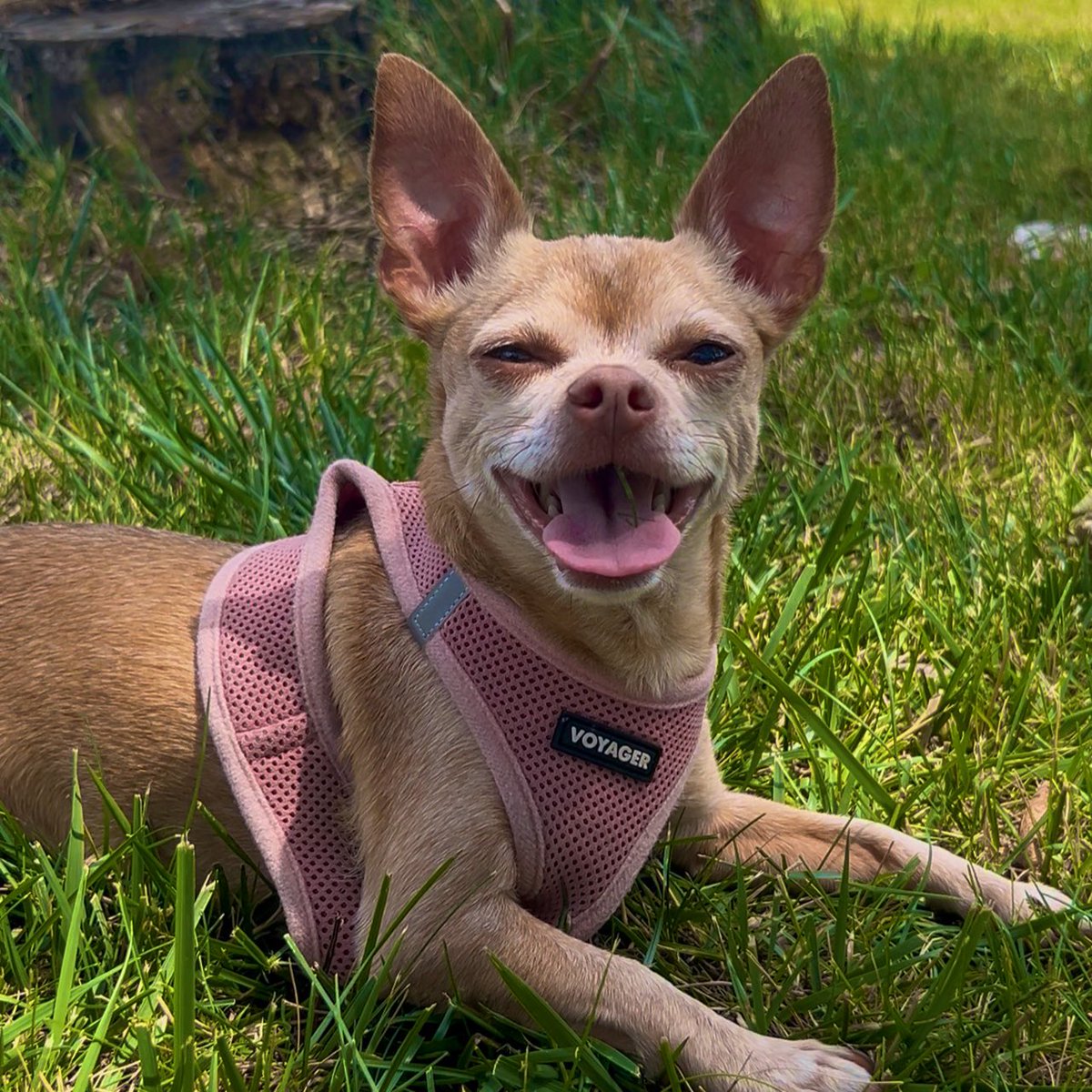 McTroid's tweet image. it’s been a while since you guys have seen my dogs so 🙂 dw they’re still living their best life