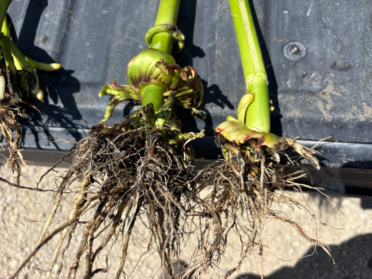 CraigAgronomy's tweet image. Found these unique roots scouting for corn rootworm in Dyersville, IA.
Any guesses of what happened here?