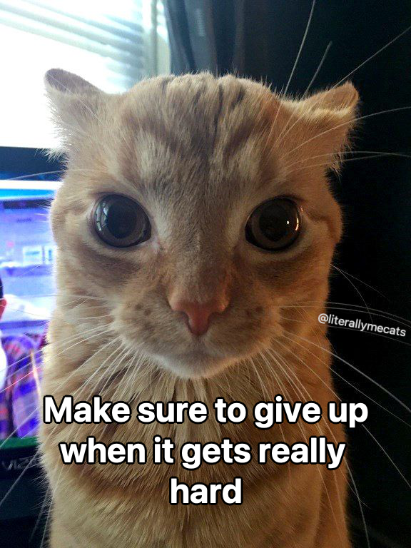 literallymecats's tweet photo. https://t.co/l9ErSnrNyB