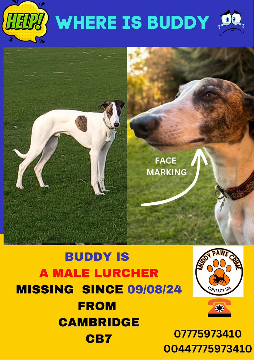 muddypawscrime's tweet image. TOMORROW IS BUDDYS BIRTHDAY . HE WILL BE 4 YEARS OLD,
Please let him go HOME
Please keep sharing for Buddy & invite friends to his group to help raise awareness/increase shares to help Find & Reunite
@MissingPetsGB @HunnyJax