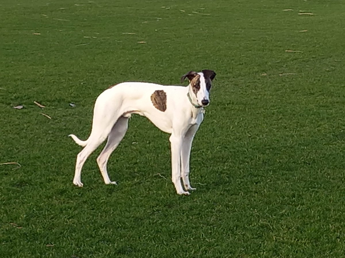 muddypawscrime's tweet image. TOMORROW IS BUDDYS BIRTHDAY . HE WILL BE 4 YEARS OLD,
Please let him go HOME
Please keep sharing for Buddy & invite friends to his group to help raise awareness/increase shares to help Find & Reunite
@MissingPetsGB @HunnyJax