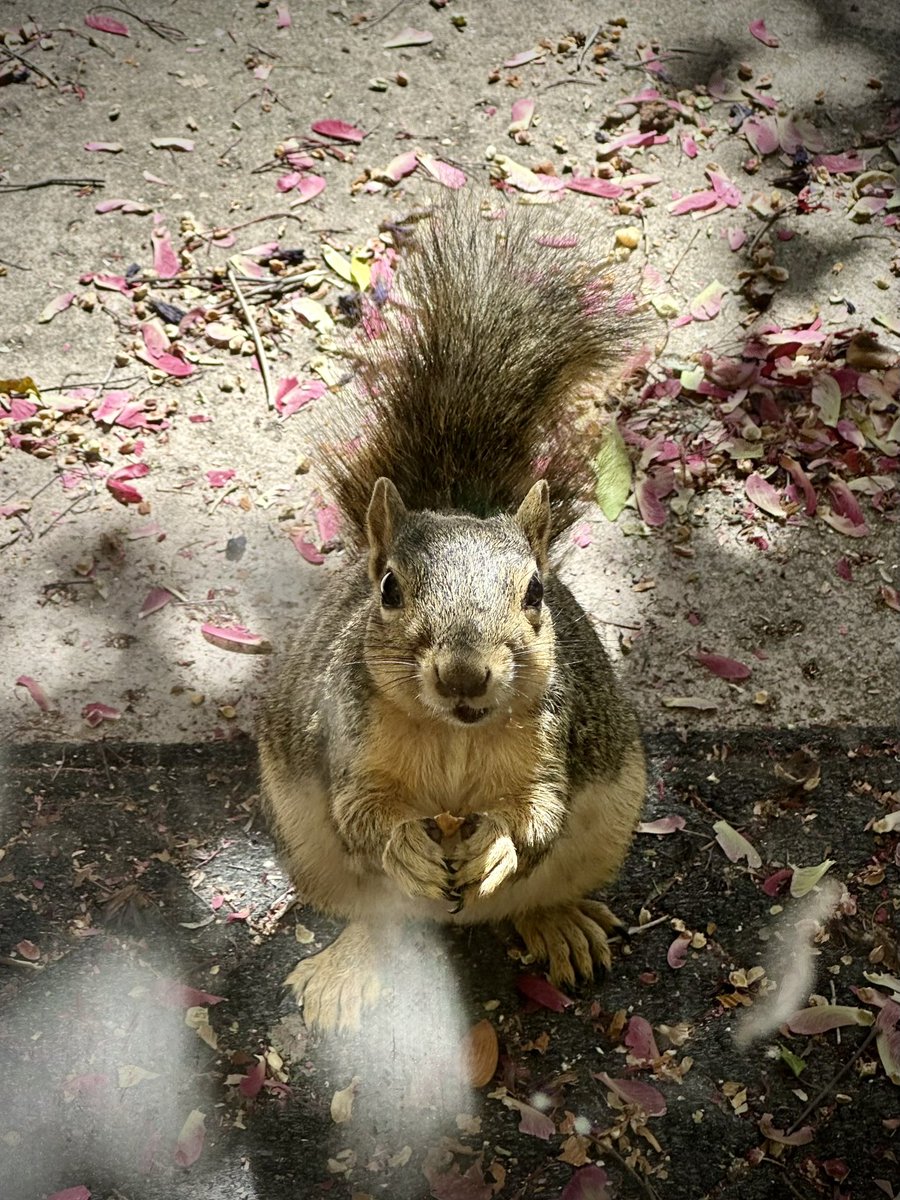 squirrelbuzz's tweet image. Little mama enjoying her walnuts and almonds. #squirrelcafe ☕️🐿️ #squirrels #squirrelscrolling