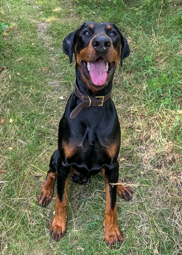 UkRescue's tweet image. 10-month-old Dexter is a bundle of brains and charm! This clever boy already knows the basics and thrives on learning new tricks—his quick wit and eagerness to please make him a joy to train.
Dexter’s ideal home is one where he can flex his big brain through fun games and…