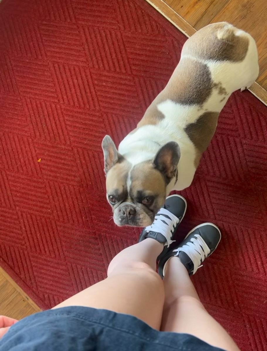 We got to pet this meatball (Elmer the shop puppo) today. Then he proceeded to follow me around the store 😂