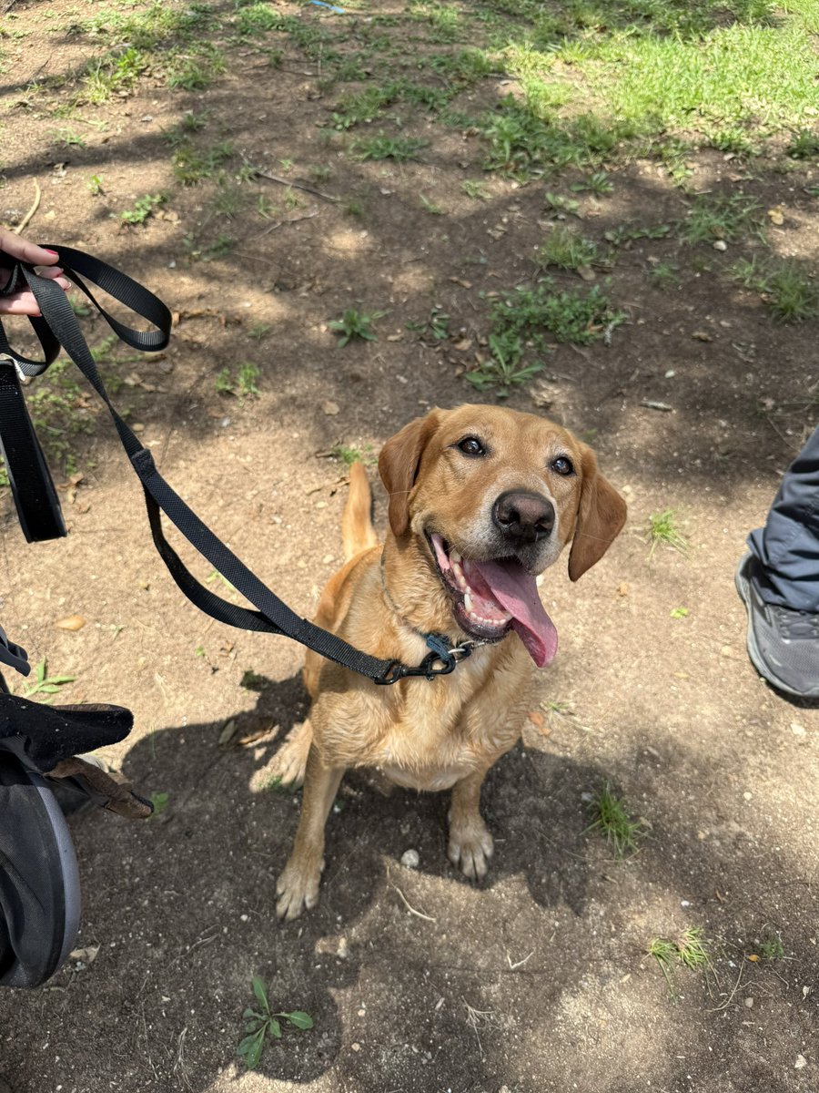 TravisCoJudge's tweet image. Everyone meet Freya. She’s a 6 yr old yellow lab and an essential member of South Florida Task Force.
Freya is just one of the 14 search dogs here in the Big Sandy & Cow Creek area supporting our search & rescue efforts.
Thank you South Florida Task Force, @tdemtv & Freya!