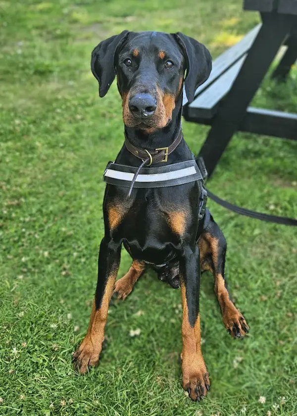UkRescue's tweet image. 10-month-old Dexter is a bundle of brains and charm! This clever boy already knows the basics and thrives on learning new tricks—his quick wit and eagerness to please make him a joy to train.
Dexter’s ideal home is one where he can flex his big brain through fun games and…