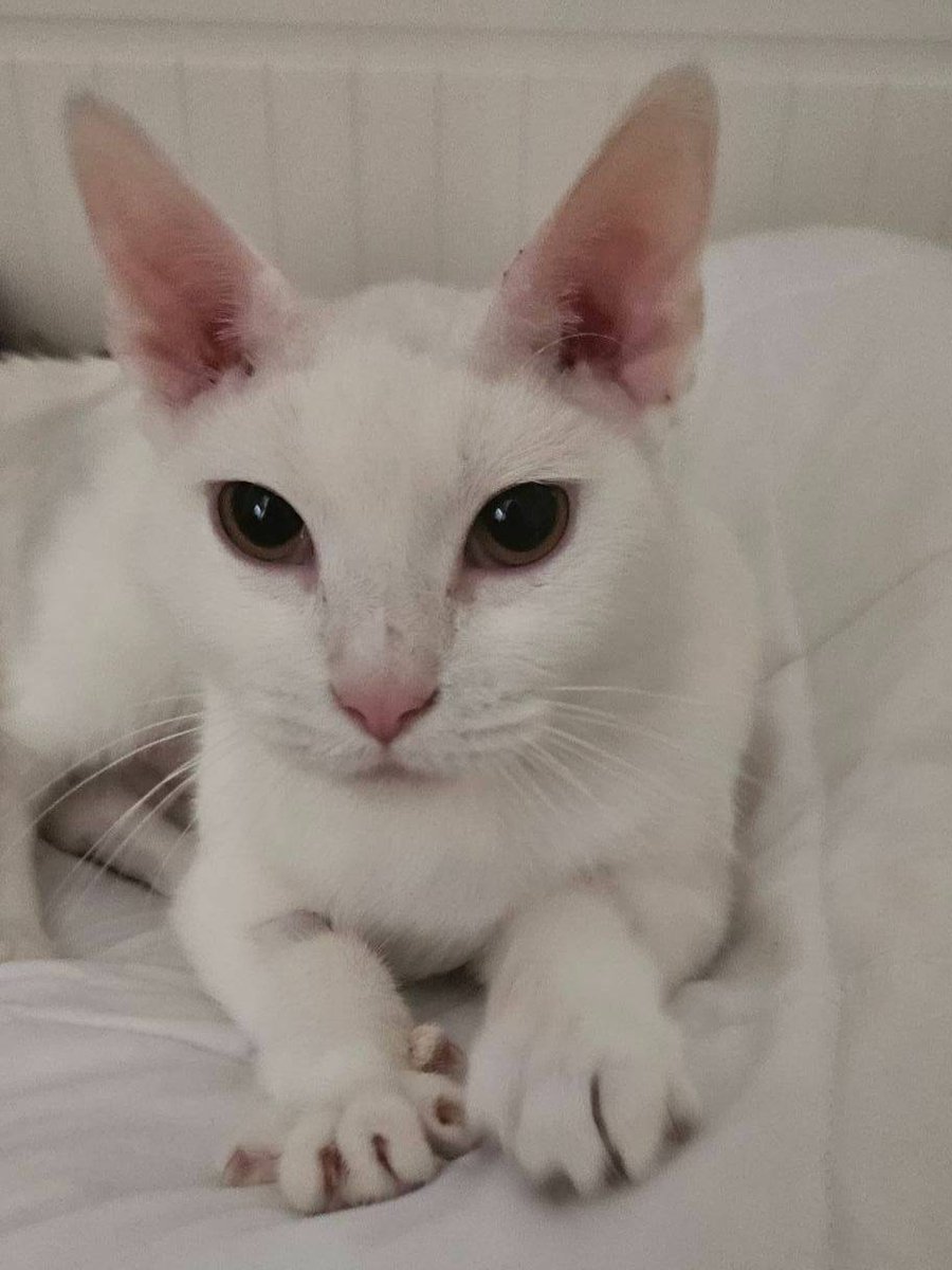 Meet master baker, Lady (8yrs) When she's not making muffins, Lady likes to elegantly stroll around the house or curl next to you for gentle ear scritches. She's the definition of mindful and demure, so come adopt this Lady! #AdoptDontShop 🐾 sfspca.org/sfspca-adoptio…