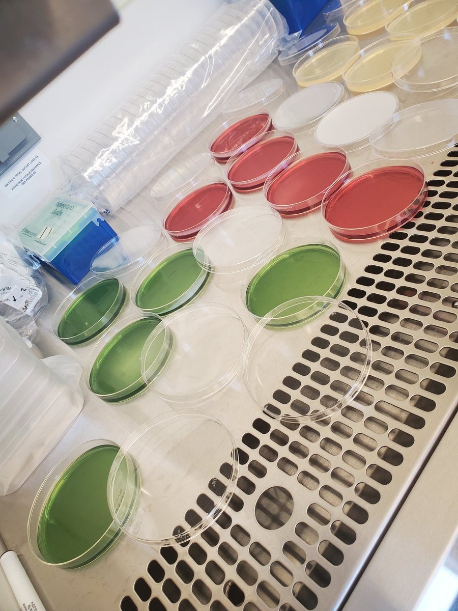It's Christmas in July! Simmons Citrate and MacConkey agar.