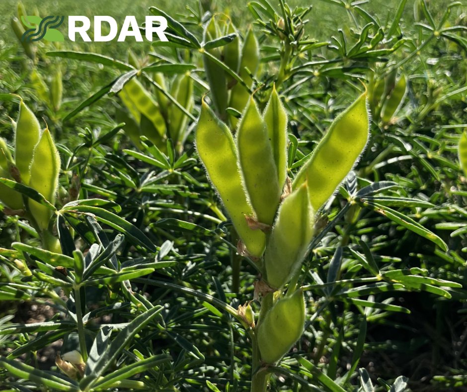 RDARAlberta's tweet image. RDAR has joined the PRFSA Summer Tour with SARDA and Peace Region Forage Seed Association. 

RDAR is proud to support this work through multiple investments, including SARDA base funding and capacity co-funding for Calvin Yoder.
#FieldDays #AgInnovation