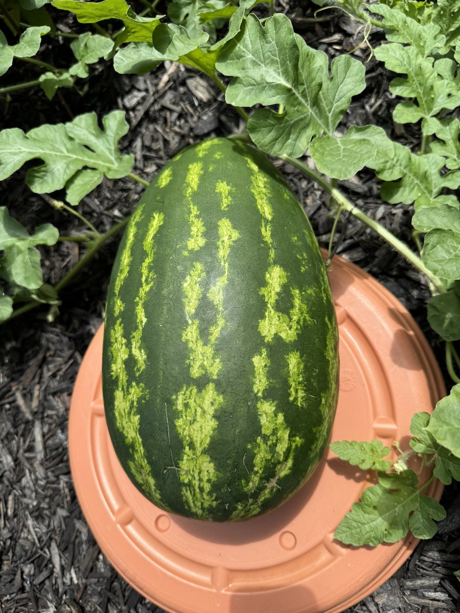 <a href="/Loamfer/">Loam.eth 🪱🌱</a> First watermelon! Elated is understatement. lol