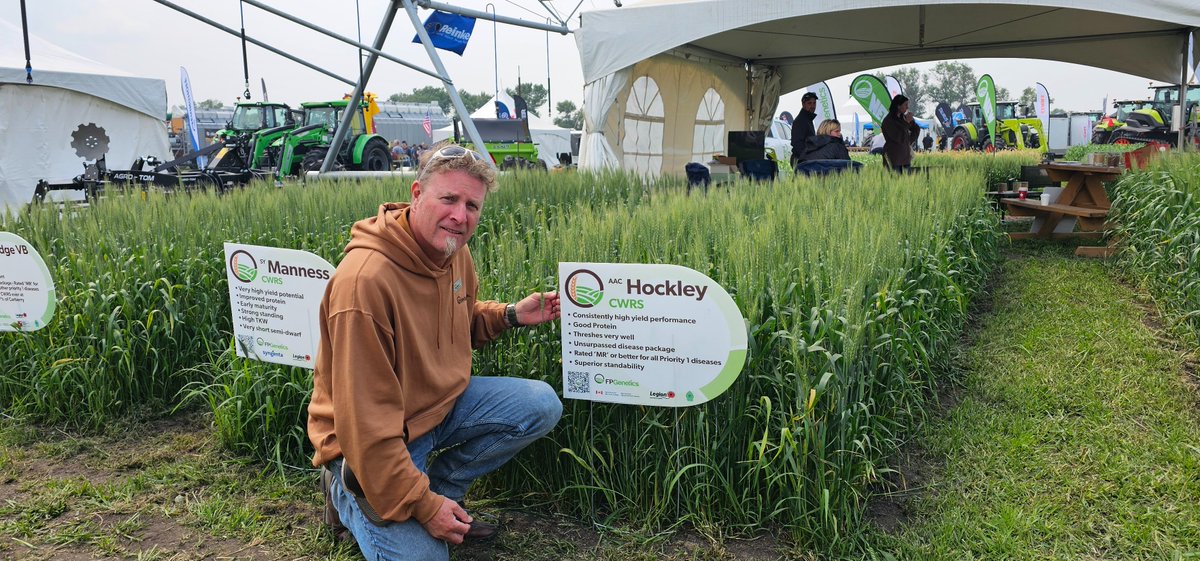 Bray Hudson of <a href="/FPGenetics/">FP Genetics</a> shows us their flagship wheat variety - AAC Hockley. 

FP Genetics has tailored solutions for every farm. Stop by #AIM25 (Booth 610) today to have a chat with Bray and the team!