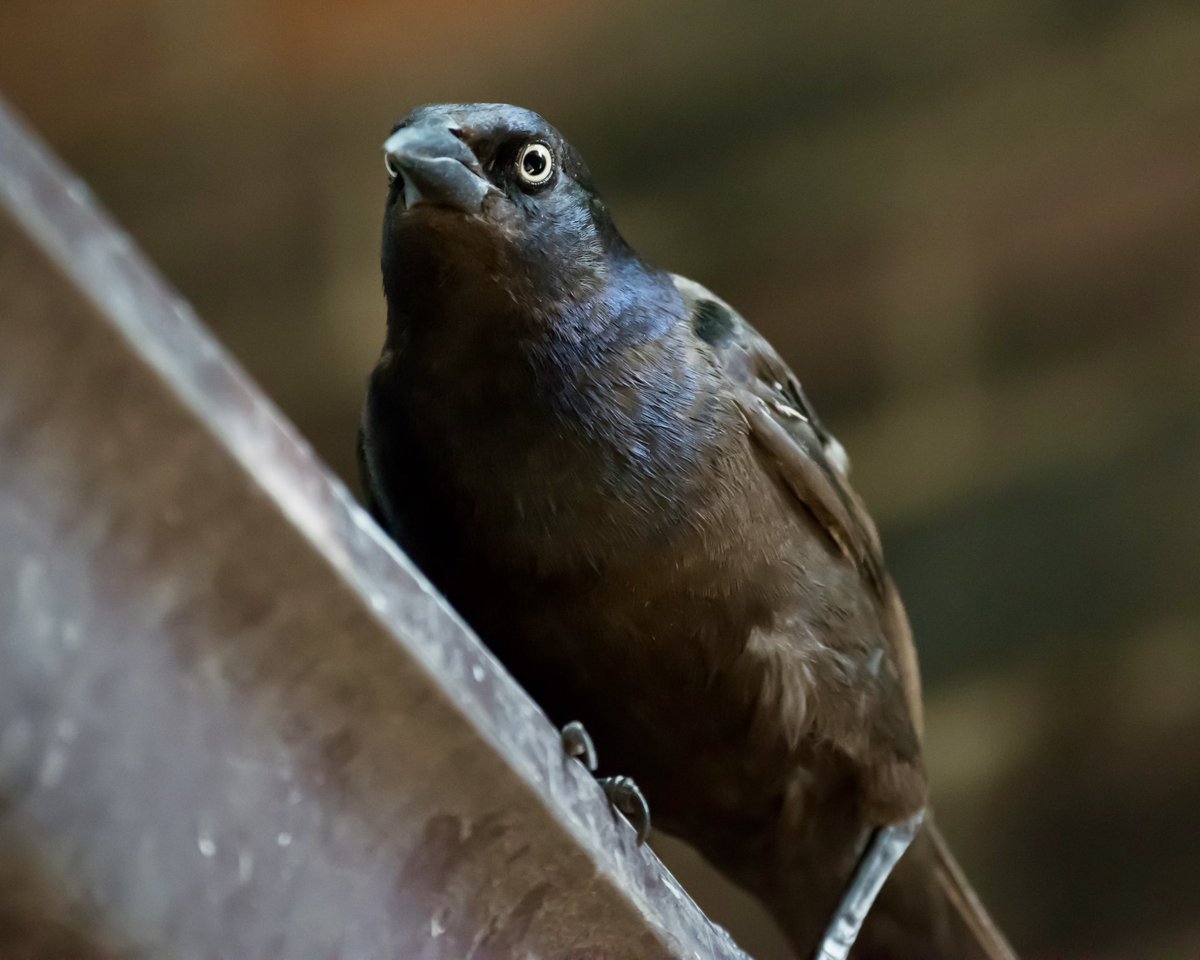 Boesephoto's tweet photo. A #CommonGrackle in the yard today โบ๏ธ https://t.co/5sE2Gj2pQ1