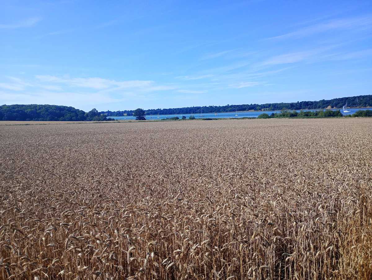CarolynTGray's tweet image. Our first day was blistering hot but beautiful, it's definitely cooled down by today #PinMill #ArthurRansome #Shotley "We didn't mean to go to sea" 

There's lots of art, literature and music references round here #Essex #Suffolk