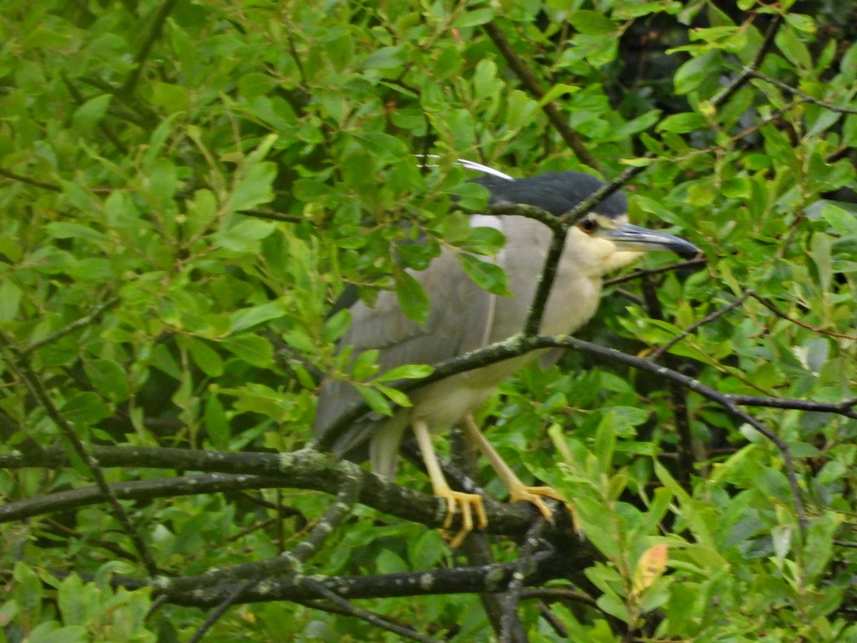 alanbodd's tweet image. Couldn’t resist popping out again this evening for this Black-Crowned Night Heron at Marden Quarry near Whitley Bay,Northumberland.