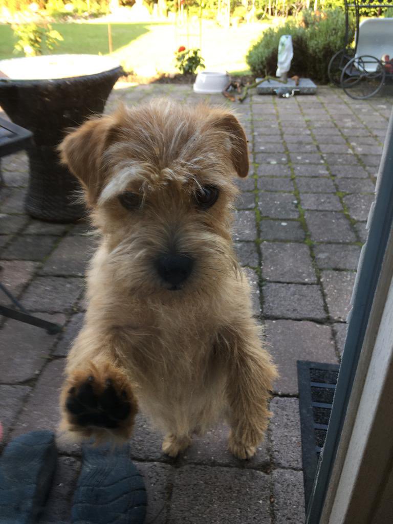 MandyBIS27's tweet photo. @buitengebieden Thanks for the positivity. Here’s my little guy, Bailey the Naughty Norfolk terrier x https://t.co/xyvuAAWw6H