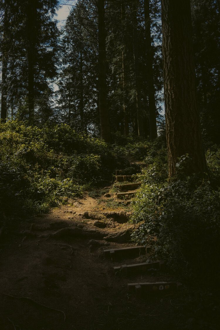 alexfelll's tweet image. Woodland walk in England