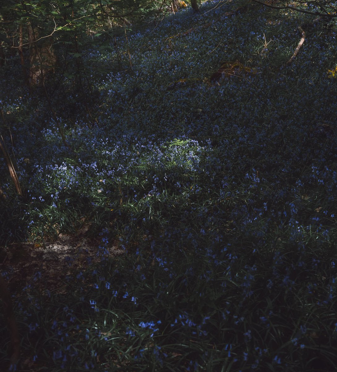 alexfelll's tweet image. Woodland walk in England