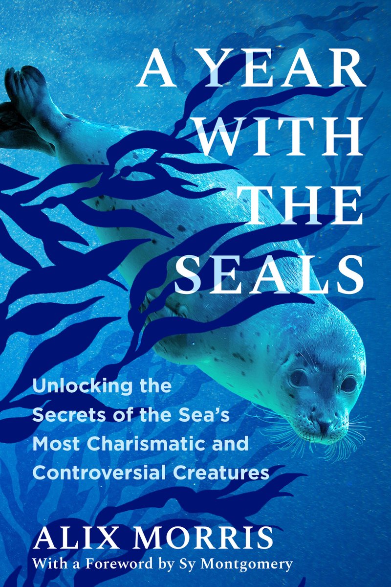MarcBekoff's tweet image. The Surprising Secret Lives of Playful, Singing, Savvy Seals
Alix Morris' "A Year With the Seals" is a love letter to these charismatic, imperiled beings and an exploration of the effects of our intrusions into diverse, fragile ecosystems.
psychologytoday.com/us/blog/animal…
