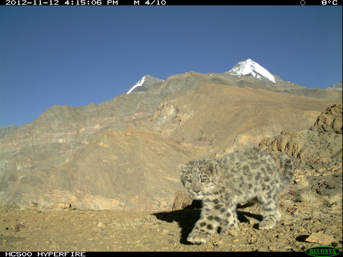 trailcam (@trail_cams) on Twitter photo 