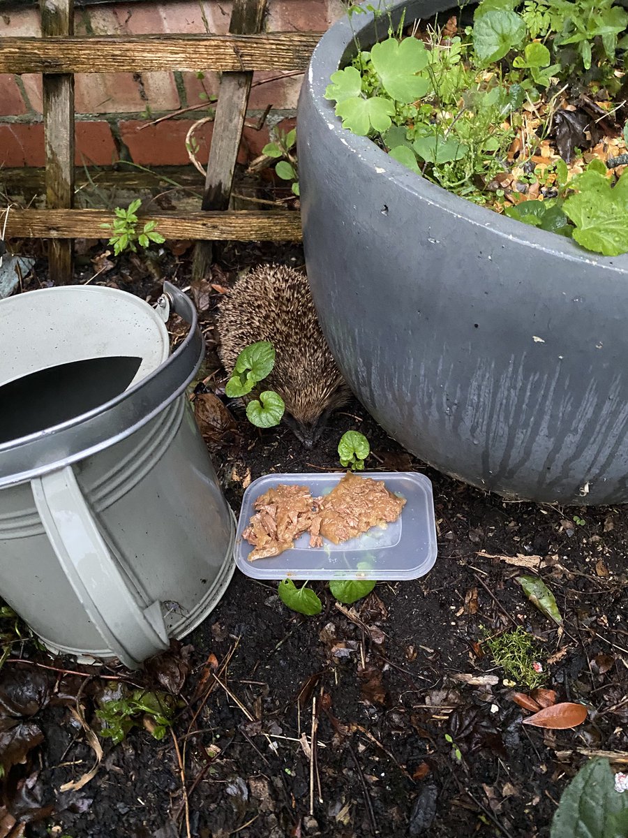 TPASGill tweet media