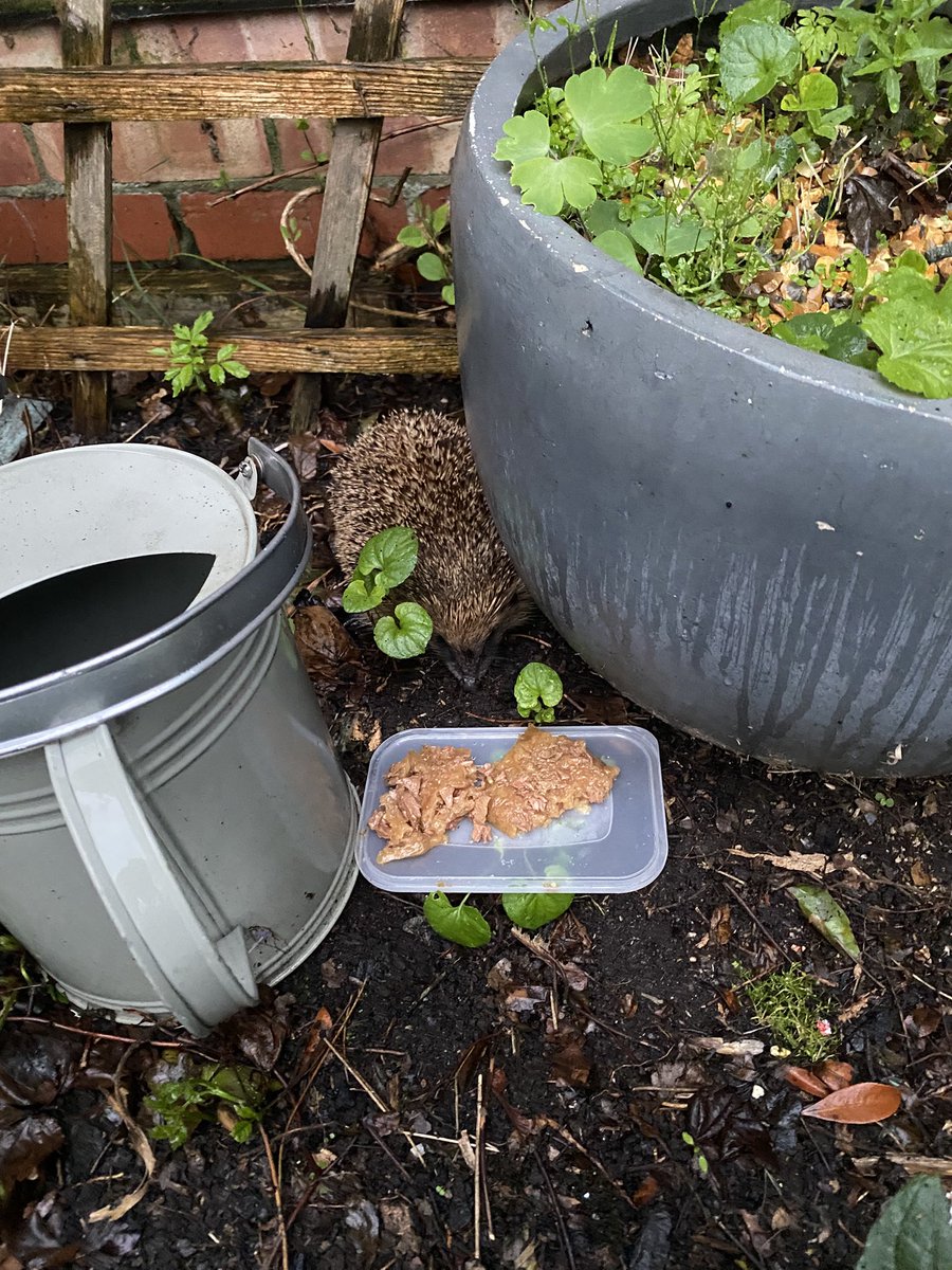 TPASGill tweet media