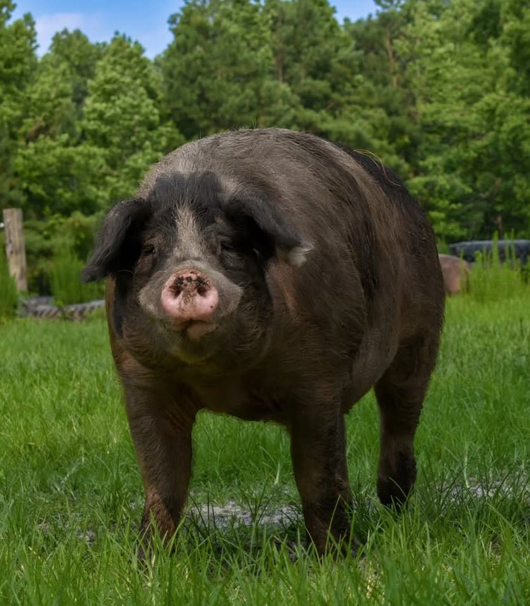 Pig of the Day 🐷 tweet media