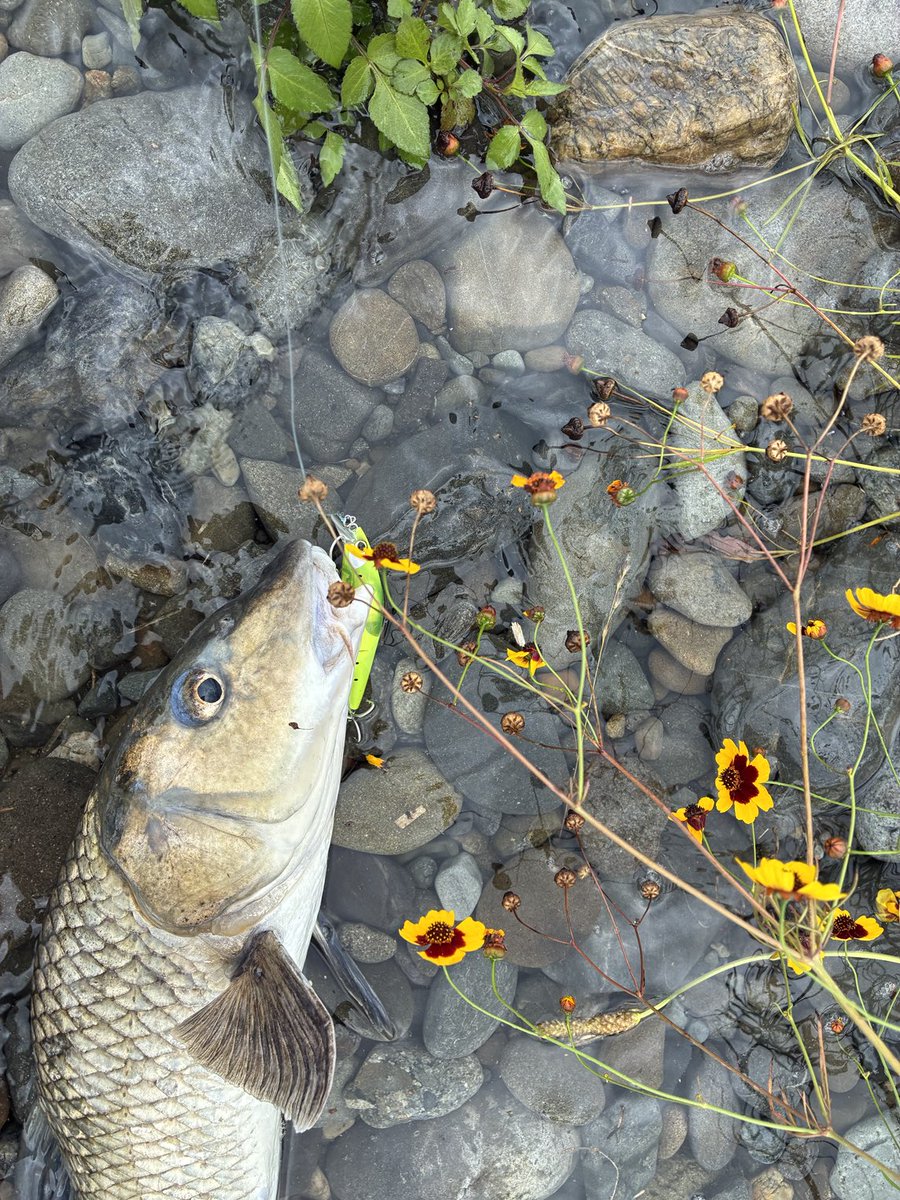 釣れてくれて嬉しいけど、、
